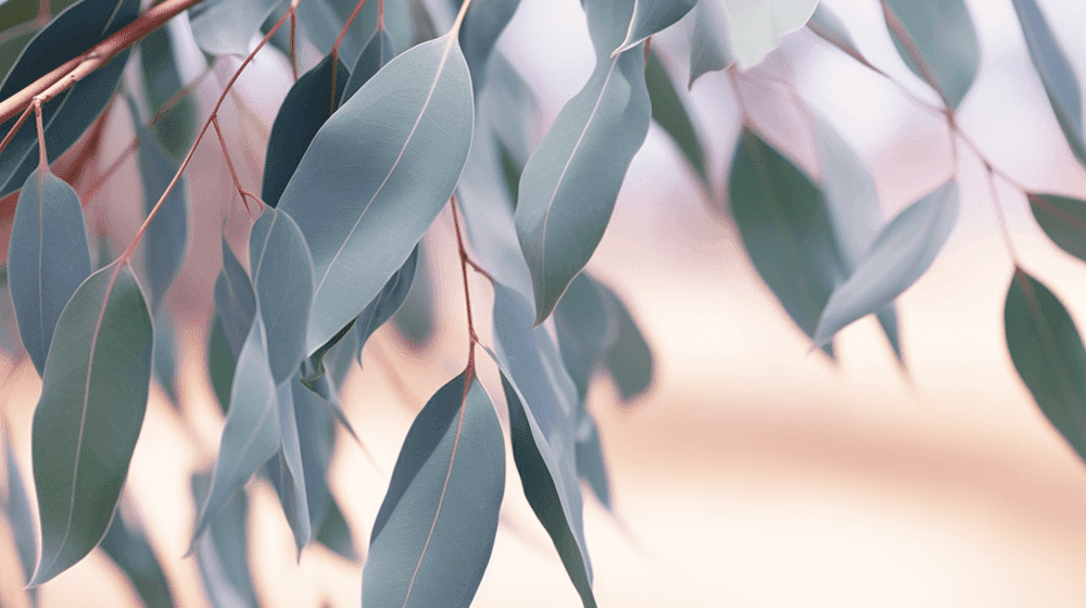 Eucalyptus is a great, refreshing scent for home office! Picture of eucalyptus leaves.